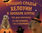В Зоопарк Бургас ще е празнично, весело и много… тиквено!