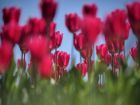 Пролет в града: красиви пролетни цветя от София