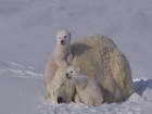 Забавните полярни игри на семейство бели мечки